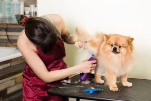 Mobile pet grooming miami